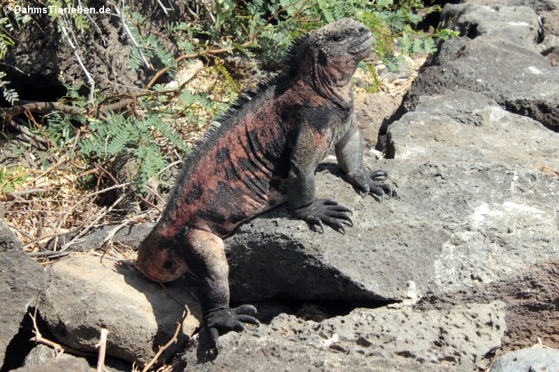 Española Meerechse Amblyrhynchus cristatus venustissimus-7