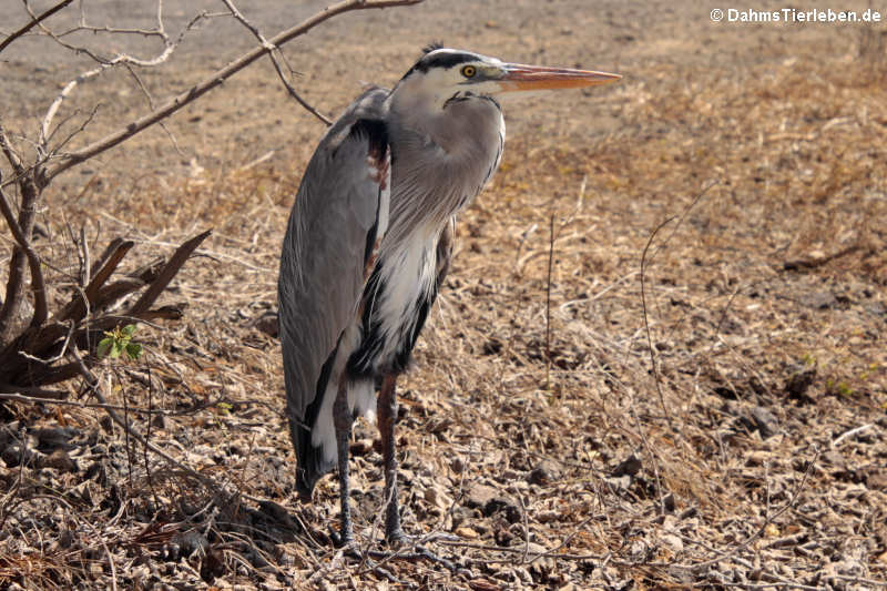 Ardea herodias cognata-4