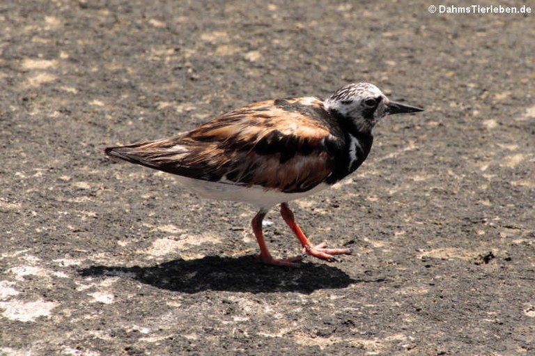 Arenaria interpres morinella