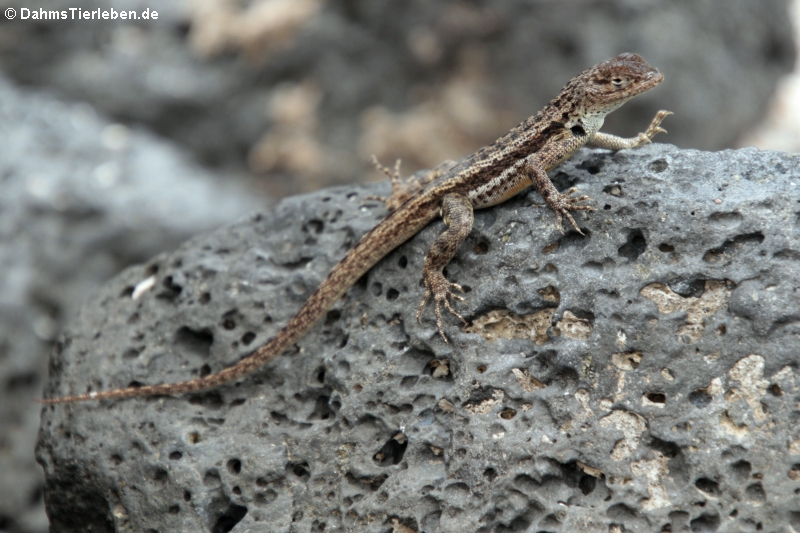 Microlophus grayii