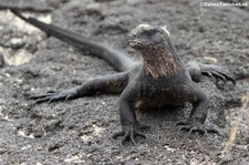 Fernandina-Meerechse (Amblyrhynchus cristatus cristatus) auf Isabela, Galápagos, Ecuador