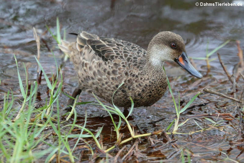 Anas bahamensis galapagensis-3
