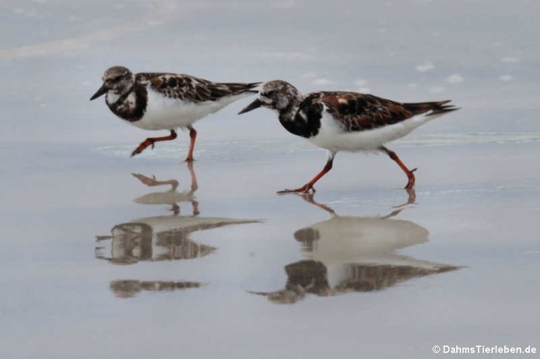 Arenaria interpres morinella