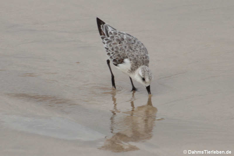 Calidris alba rubida-3