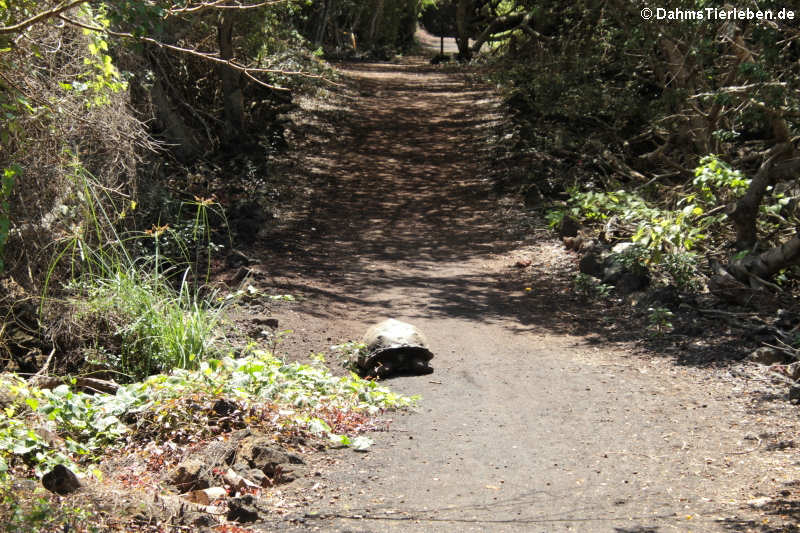 Sierra-Negra-Riesenschildkröte (Chelonoidis guntheri) 