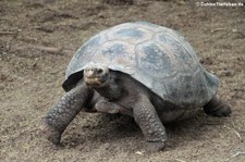 Sierra-Negra-Riesenschildkröte (Chelonoidis guntheri) aus Isabela, Galápagos, Ecuador