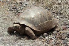 Sierra-Negra-Riesenschildkröte (Chelonoidis niger guntheri) auf der Galápagos-Insel Isabela, Ecuador