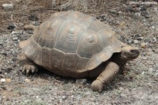 Sierra-Negra-Riesenschildkröte (Chelonoidis guntheri) aus Isabela, Galápagos, Ecuador