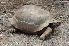 Sierra-Negra-Riesenschildkröte (Chelonoidis niger guntheri) auf der Galápagos-Insel Isabela, Ecuador