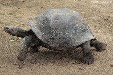 Sierra-Negra-Riesenschildkröte (Chelonoidis niger guntheri) auf der Galápagos-Insel Isabela, Ecuador