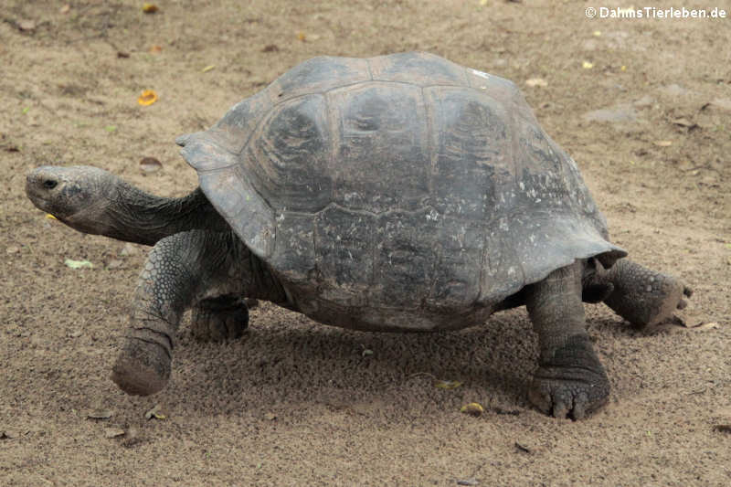 Chelonoidis niger guntheri-1