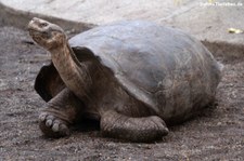 Cerro-Azul-Riesenschildkröte (Chelonoidis vicina) aus Isabela, Galápagos, Ecuador