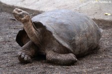 Cerro-Azul-Riesenschildkröte (Chelonoidis niger vicina) aus Isabela, Galápagos, Ecuador