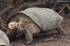 Cerro-Azul-Riesenschildkröte (Chelonoidis vicina) aus Isabela, Galápagos, Ecuador