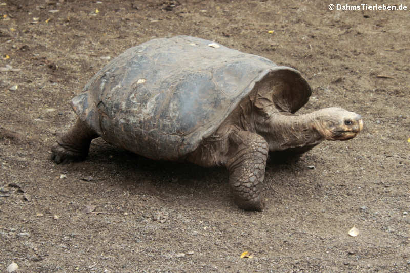 Cerro-Azul-Riesenschildkröte (Chelonoidis niger vicina) aus Isabela