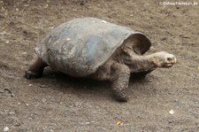 Cerro-Azul-Riesenschildkröte (Chelonoidis niger vicina) auf der Galápagos-Insel Isabela, Ecuador