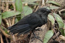 Glattschnabelani (Crotophaga ani) auf Isabela, Galápagos, Ecuador