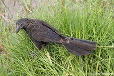 Glattschnabelani (Crotophaga ani) auf Isabela, Galápagos, Ecuador