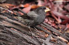 Mittelgrundfink (Geospiza fortis) von der Galápagos-Insel Isabela