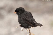 Kleingrundfink (Geospiza fuliginosa) von der Galápagos-Insel Isabela