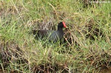 Amerikanische Teichralle - Jungtier (Gallinula galeata cachinnans), Isabela, Galápagos, Ecuador