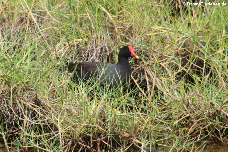 Gallinula galeata cachinnans