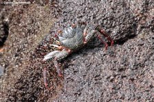 Juvenile Rote Klippenkrabbe (Grapsus grapsus) auf Isabela (Galápagos, Ecuador)