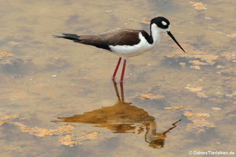 Himantopus mexicanus