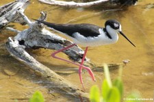 Amerikanischer Stelzenläufer (Himantopus mexicanus), Isabela, Galápagos, Ecuador