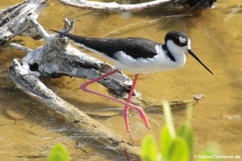 Himantopus mexicanus