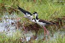 Amerikanischer Stelzenläufer (Himantopus mexicanus), Isabela, Galápagos, Ecuador