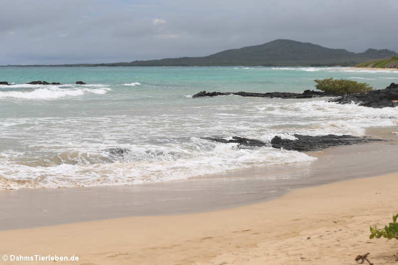 Der Strand nahe Puerto Villamil