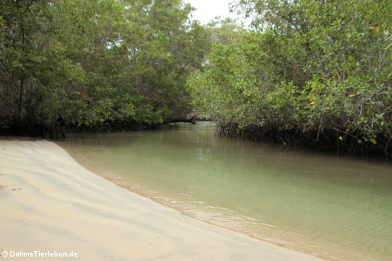 Lagune Zona de Majagua