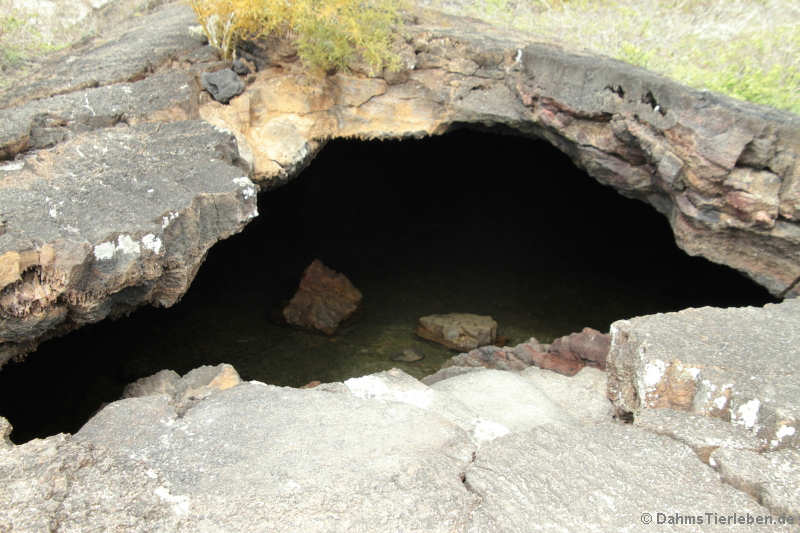 Tunel de Estero