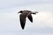 Lavamöwe (Leucophaeus fuliginosus) aus Isabela, Galápagos