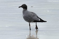 Lavamöwe (Leucophaeus fuliginosus) aus Isabela, Galápagos