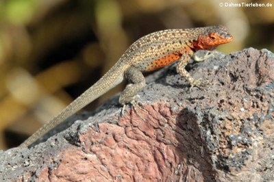 Lava Lizard (Microlophus albemarlensis) auf Isabela