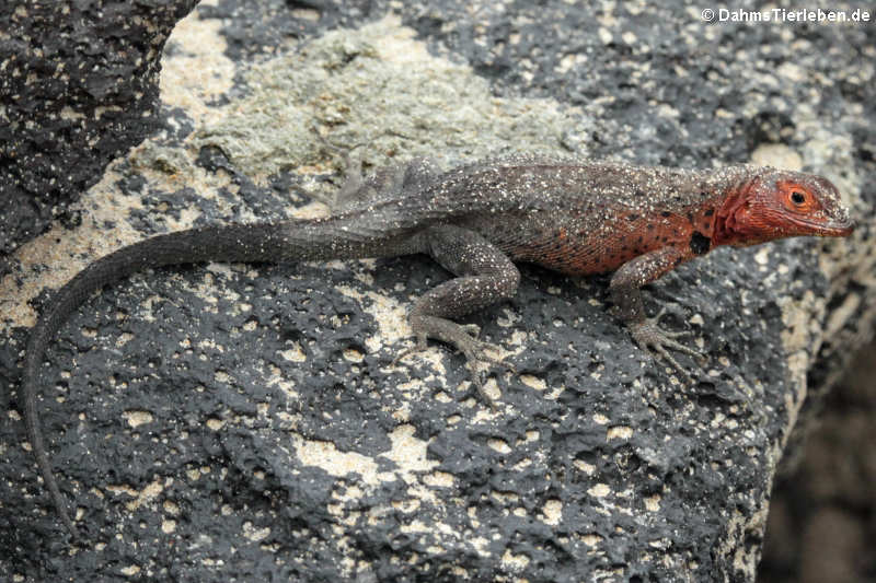 Galápagos Lavaechse Microlophus albemarlensis-3