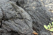 Galapagos Lavaechse (Microlophus albemarlensis) von der Galápagos-Insel Isabela