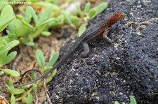 Galapagos Lavaechse (Microlophus albemarlensis) von der Galápagos-Insel Isabela