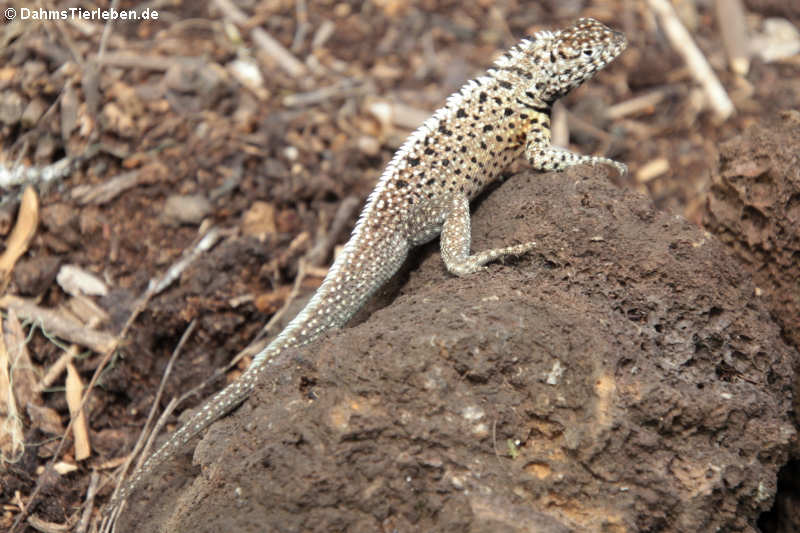 Galápagos Lavaechse Microlophus albemarlensis-6