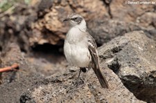 Galápagos Spottdrossel (Mimus parvulus parvulus), Isabela, Galápagos, Ecuador