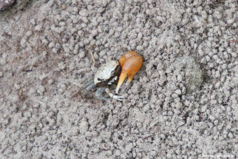 Minuca galapagensis
