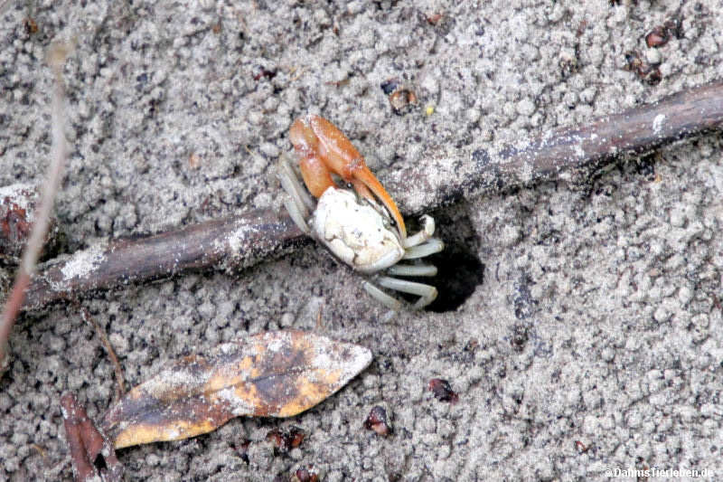Minuca galapagensis