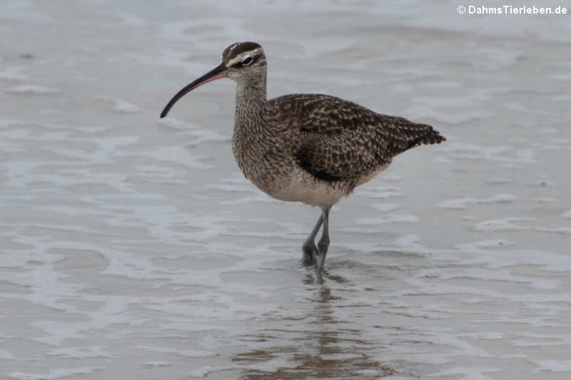 Numenius phaeopus