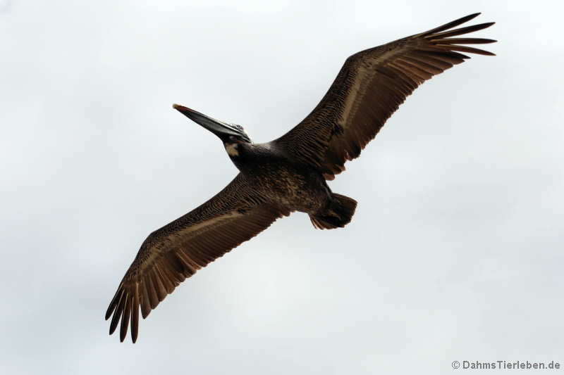 Pelecanus occidentalis urinator