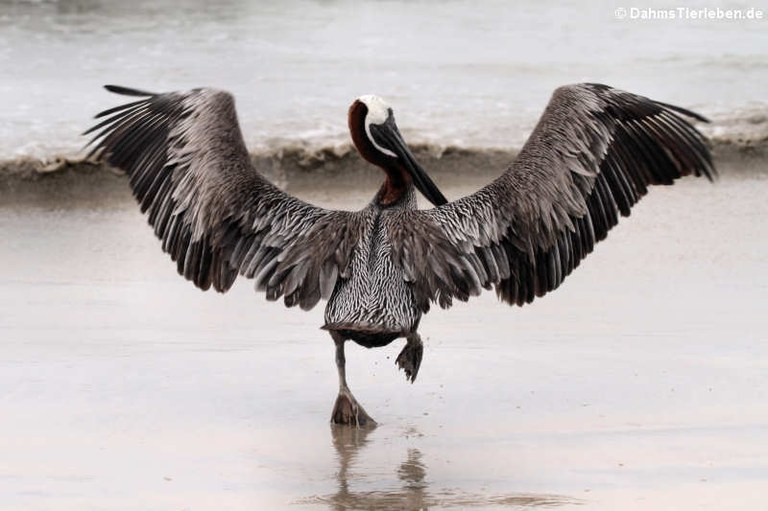 Pelecanus occidentalis urinator