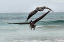 Pelecanus occidentalis urinator