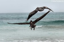 Brauner Galapagos-Pelikan (Pelecanus occidentalis urinator) auf Isabella, Galápagos, Ecuador