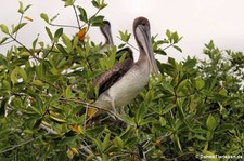 Brauner Galapagos-Pelikan (Pelecanus occidentalis urinator) auf Isabella, Galápagos, Ecuador
